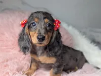 Sally, a female Miniature Dachshund for sale in Moreno Valley, CA – 7 of 8