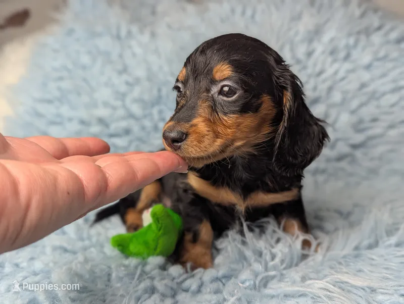 Thomas – Miniature Dachshund puppy for sale in Moreno Valley, CA