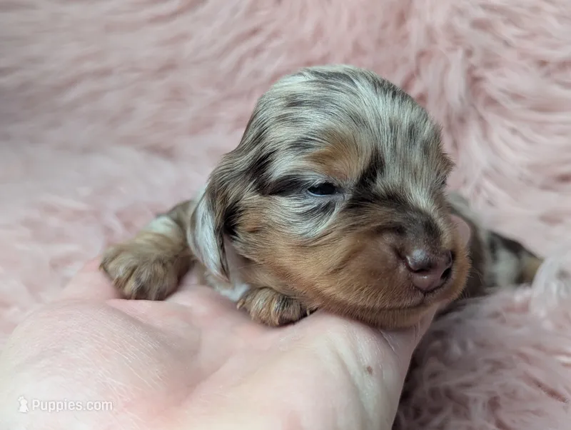 Starla – Miniature Dachshund puppy for sale in Moreno Valley, CA