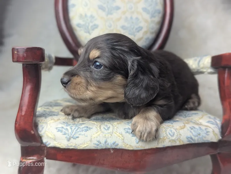 Sirus – Miniature Dachshund puppy for sale in Moreno Valley, CA