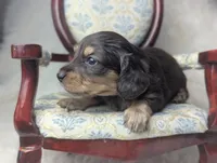 Sirus, a male Miniature Dachshund for sale in Moreno Valley, CA – 1 of 6