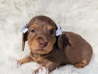 Beth, a female Miniature Dachshund for sale in Moreno Valley, CA – Photo 2 of 4