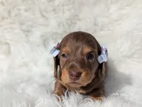 Beth, a female Miniature Dachshund for sale in Moreno Valley, CA – Photo 1 of 4