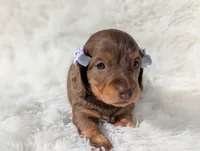 Beth, a female Miniature Dachshund for sale in Moreno Valley, CA – Photo 3 of 4