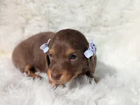 Beth, a female Miniature Dachshund for sale in Moreno Valley, CA – Photo 4 of 4