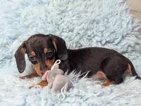 Sherman, a male Miniature Dachshund for sale in Moreno Valley, CA – 5 of 6