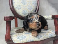 Frannie, a female Miniature Dachshund for sale in Moreno Valley, CA – 7 of 7