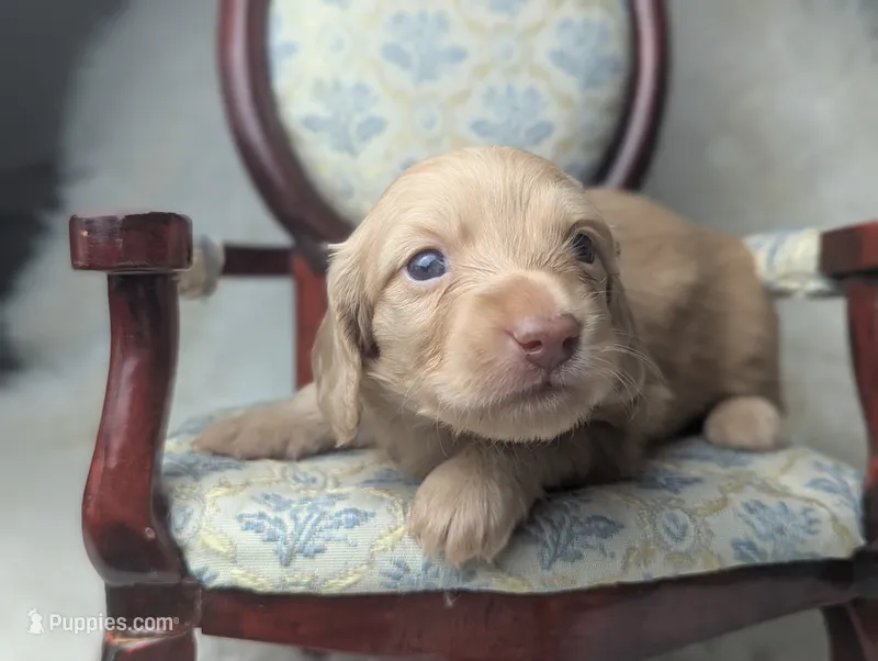 Kingston – Miniature Dachshund puppy for sale in Moreno Valley, CA