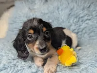 Leo, a male Miniature Dachshund for sale in Moreno Valley, CA – 4 of 6