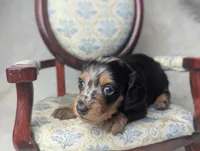 Frannie, a female Miniature Dachshund for sale in Moreno Valley, CA – 5 of 7