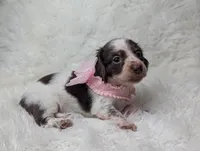 Poppy, a female Miniature Dachshund for sale in Moreno Valley, CA – 2 of 6