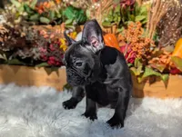Evie, a female French Bulldog for sale in Moreno Valley, CA – Photo 2 of 6