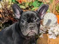 Evie, a female French Bulldog for sale in Moreno Valley, CA – Photo 3 of 6