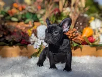 Evie, a female French Bulldog for sale in Moreno Valley, CA – Photo 5 of 6