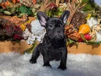 Evie, a female French Bulldog for sale in Moreno Valley, CA – Photo 4 of 6