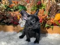 Evie, a female French Bulldog for sale in Moreno Valley, CA – Photo 1 of 6