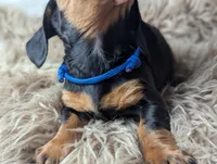 Randy, a female Miniature Dachshund for sale in Moreno Valley, CA – Photo 6 of 6