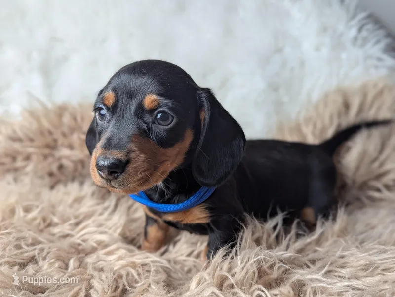 Randy – Miniature Dachshund puppy for sale in Moreno Valley, CA