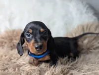 Randy, a female Miniature Dachshund for sale in Moreno Valley, CA – Photo 2 of 6