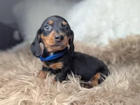 Randy, a female Miniature Dachshund for sale in Moreno Valley, CA – Photo 4 of 6