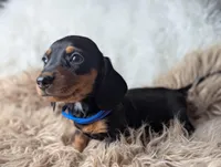 Randy, a female Miniature Dachshund for sale in Moreno Valley, CA – Photo 5 of 6