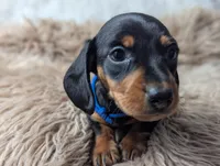 Randy, a female Miniature Dachshund for sale in Moreno Valley, CA – Photo 3 of 6
