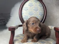 Nelson, a male Miniature Dachshund for sale in Moreno Valley, CA – 4 of 6