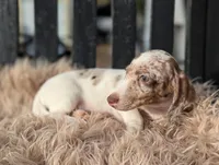 Noah, a male Miniature Dachshund for sale in Moreno Valley, CA – Photo 7 of 9