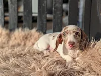 Noah, a male Miniature Dachshund for sale in Moreno Valley, CA – Photo 9 of 9