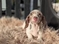 Noah, a male Miniature Dachshund for sale in Moreno Valley, CA – Photo 2 of 9