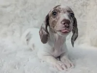 Noah, a male Miniature Dachshund for sale in Moreno Valley, CA – Photo 3 of 9