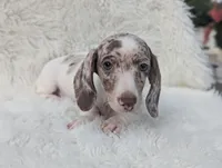 Noah, a male Miniature Dachshund for sale in Moreno Valley, CA – Photo 4 of 9