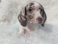 Noah, a male Miniature Dachshund for sale in Moreno Valley, CA – Photo 5 of 9