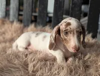 Noah, a male Miniature Dachshund for sale in Moreno Valley, CA – Photo 6 of 9