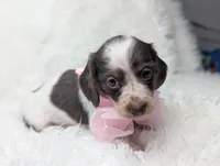 Poppy, a female Miniature Dachshund for sale in Moreno Valley, CA – 4 of 6
