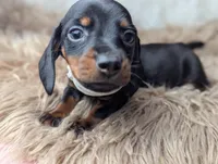 Bobby, a female Miniature Dachshund for sale in Moreno Valley, CA – Photo 4 of 6