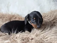 Bobby, a female Miniature Dachshund for sale in Moreno Valley, CA – Photo 5 of 6