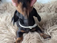 Bobby, a female Miniature Dachshund for sale in Moreno Valley, CA – Photo 6 of 6