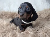 Bobby, a female Miniature Dachshund for sale in Moreno Valley, CA – Photo 2 of 6