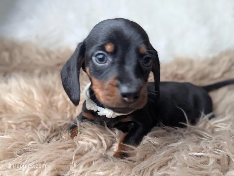 Bobby – Miniature Dachshund puppy for sale in Moreno Valley, CA