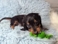 Thomas, a male Miniature Dachshund for sale in Moreno Valley, CA – 3 of 6