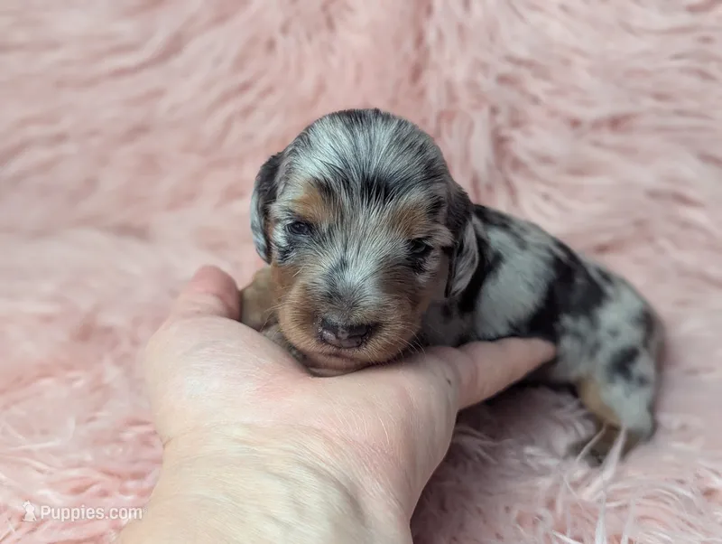 Onyx – Miniature Dachshund puppy for sale in Moreno Valley, CA