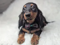 Artie, a male Miniature Dachshund for sale in Moreno Valley, CA – 3 of 6