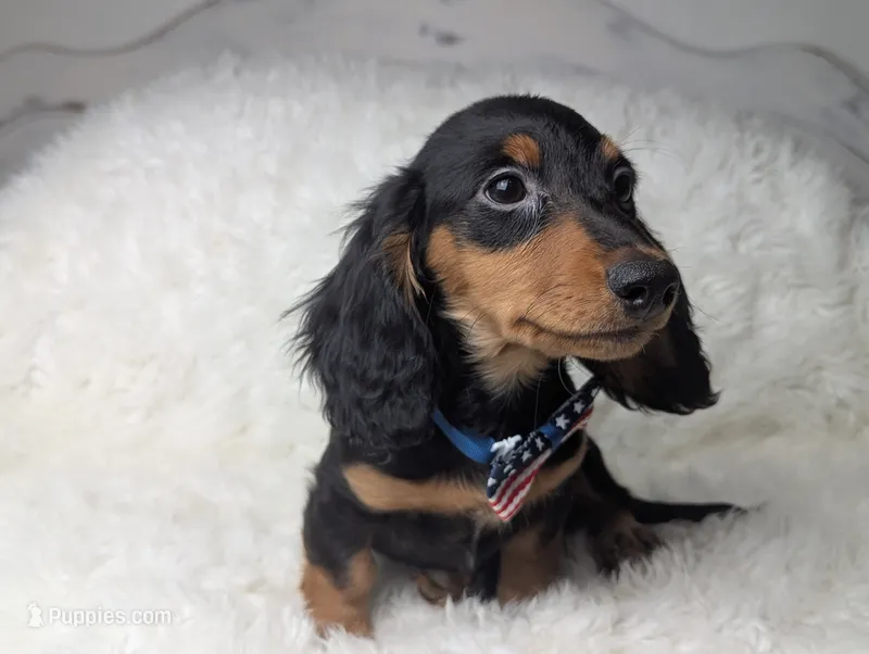 Thomas – Miniature Dachshund puppy for sale in Moreno Valley, CA
