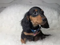 Thomas, a male Miniature Dachshund for sale in Moreno Valley, CA – 1 of 6