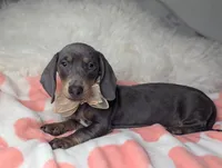 Tilly, a female Miniature Dachshund for sale in Moreno Valley, CA – 2 of 6