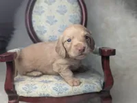 Kingston, a male Miniature Dachshund for sale in Moreno Valley, CA – 3 of 6