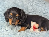 Buck, a male Miniature Dachshund for sale in Moreno Valley, CA – 5 of 6