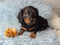 Artie, a male Miniature Dachshund for sale in Moreno Valley, CA – 6 of 6