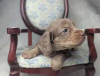 Sugar, a female Miniature Dachshund for sale in Moreno Valley, CA – 4 of 7
